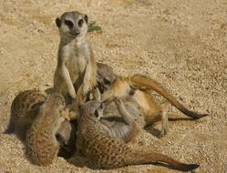 Meerkat Family sand