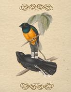 bird vintage color old paper card