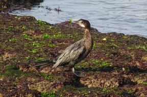 little cormorant on the shore of a pond in India