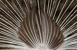 Close-up of the beautiful, brown and white peacock tail feathers