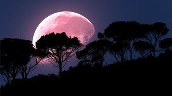Pink Moon over Trees