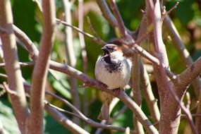 Bird Little Happy tree