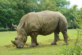 Cute and beautiful rhinoceros, among the colorful plants