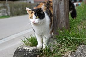 red black white Cat Meadow