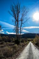 tee on roadside at sunny morning, spain, soria, villaverde del monte