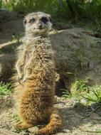 A little meerkat at the zoo