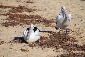 photo of two pelicans on a beach in Australia