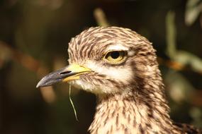 portrait of Wild Bird at Zoo