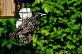 Starling, Bird on feeder