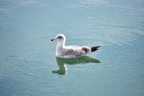 seagull is reflected in calm water