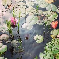 pond with water lilies and flowers
