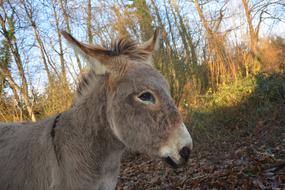 Donkey in forest