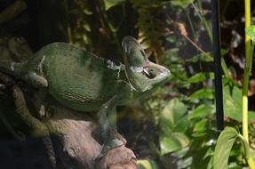 chameleon in the aquarium on the leaves