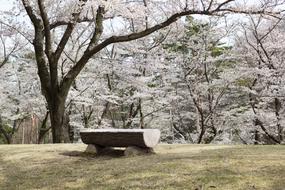 Japan spring tree