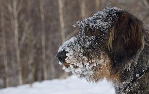 snow on the face of a long-haired dachshund