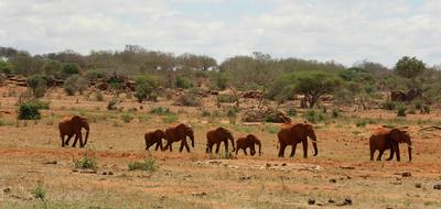 Elephants Africa walking