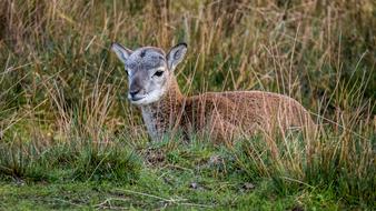 Muflon Cub Young grass