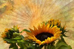 blooming sunflower on the background of a fan