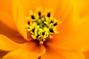 Background Macro orange flower