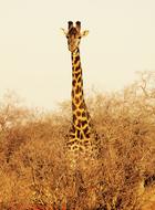 A giraffe peeks out of the grass