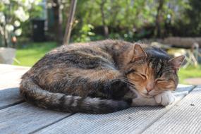 Cat sleep wood