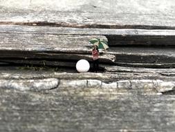 Girl with Umbrella stands on Rocks beside of white ball