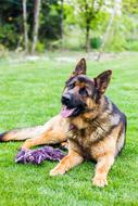 German Shepherd green grass