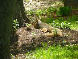 Squirrel near a tree on a sunny day