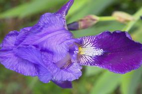 spring iris flower