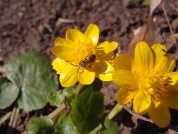 The bee is a yellow flower