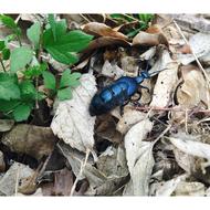 Close-up of the shiny, blue beetle, among the colorful leaves and plants