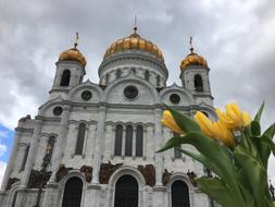 yellow tulips in front of Cathedral Of Christ The Savior at clouds, russia, moscow