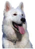 portrait of a white shepherd