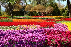 Many flowers of tulips spring