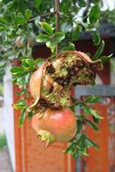 an open pomegranate on a tree