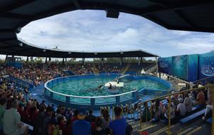 People, watching the show in the Miami Seaquarium in USA