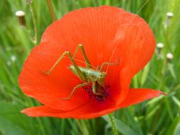a grasshopper in a poppy bud