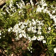 white flowers on a green bush