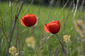a red poppy in a green field