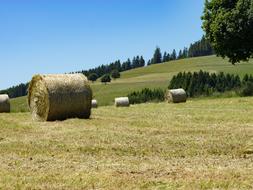 Hay bales field landscape