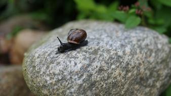 Snail on Garden stone