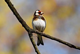 Goldfinch, colorful Bird on bare branch