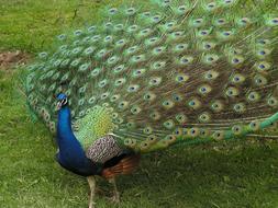 green blue Peacock Bird Animal