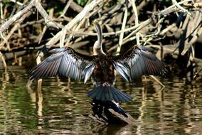 cormorant with wide open wings on driftwood in River