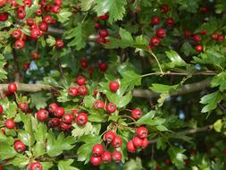 red berries on green foliage