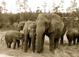 Elephant family has a lot of safaris