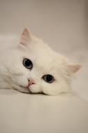 domestic white cat resting