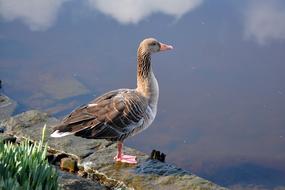 Duck Lake blue