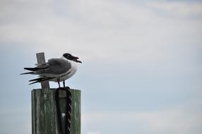 big birds on a pole