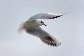 Seagull in flight with wide wings close-up